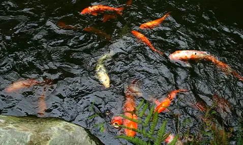 日本庭園 イメージ